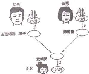 图为人类生殖过程中染色体数目变化示意图和一对染色体上的基因情况