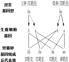 如图所示为人的单,双眼皮的遗传图解,请你据图分析回答下列问题