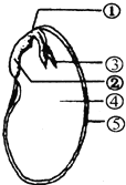 右图为大豆种子纵剖图.据图回答: (1) 填出下列番号所代表的结构名称.