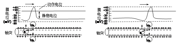 下图从左至右表示动作电位传导的示意图.