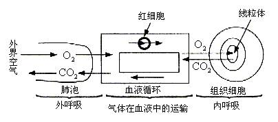 外界空气中的o2进入人体组织细胞中被利用至少要通过几层膜