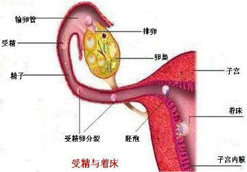 通过胚胎发育成新个体的过程;这一过程是由生殖系统完成的