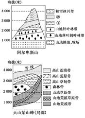 该图示意阿尔卑斯山和天山某山峰(局部)南北坡自然带垂直变化情况.