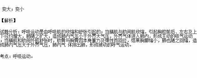 在肋间肌和膈肌的作用下.胸腔会变大.变小.当我们吸气时.胸腔变 .