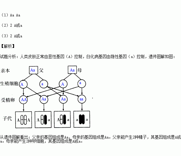 白化病基因由隐性基因(a)控制,请根据遗传图解回答问题