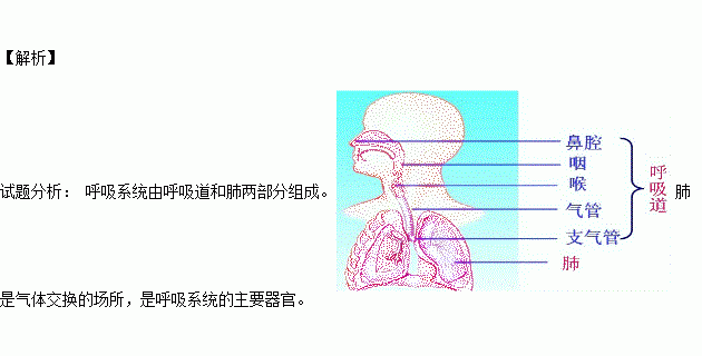 人口呼吸系统_呼吸系统