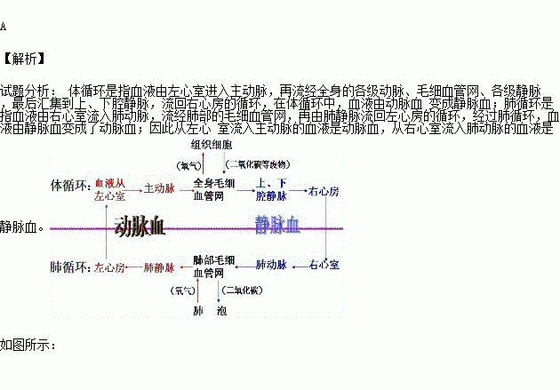 右心室人口_右心室肥大心电图