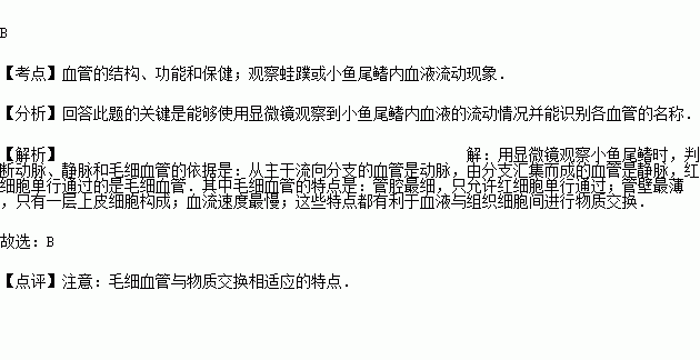 2012秋61海门市期末用显微镜观察小鱼尾鳍内血液流动时判断毛细血管