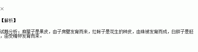 麻屋子红帐子里面住着一个白胖子其中白胖子是指胚乳