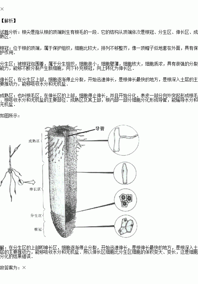 2015秋61毕节市校级期末伸长区细胞比分生区细胞的体积变大变长这是