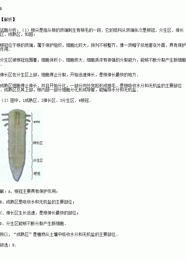 利用显微镜观察植物根尖的永久切片,得到如图所示的根尖结构图,图中按