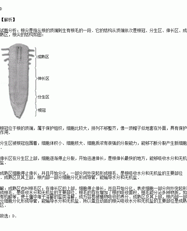 蚕豆幼苗的根尖吸收水分和无机盐的主要部位是