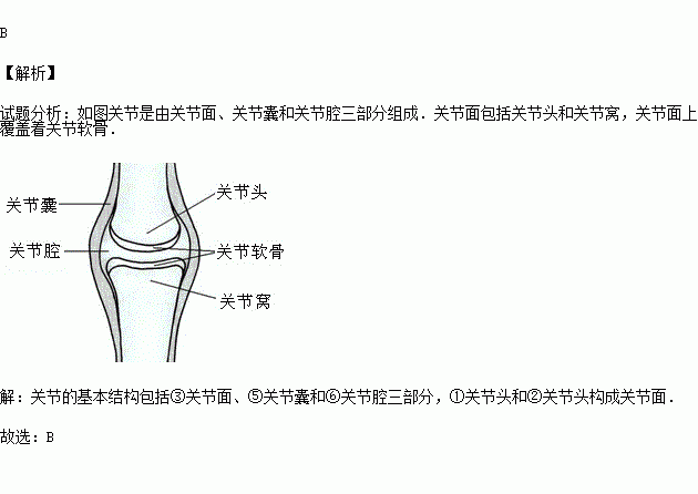 关节的基本结构是( )①关节头 ②关节窝 ③关节面 ④