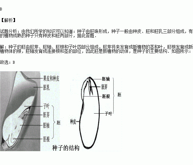 胚根和胚乳 b.胚芽.胚轴.胚根和子叶c.种皮.子叶.胚乳和果皮 d.胚芽.