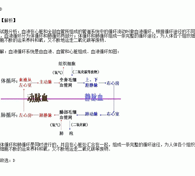 人体的血液循环途径有体循环和肺循环两条.下列有关的