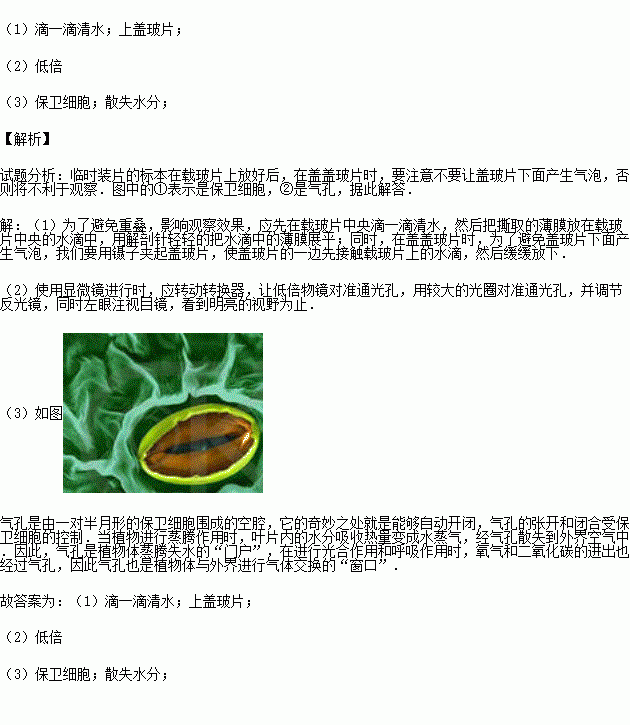 根据观察菠菜叶表皮气孔的实验,回答下列问题