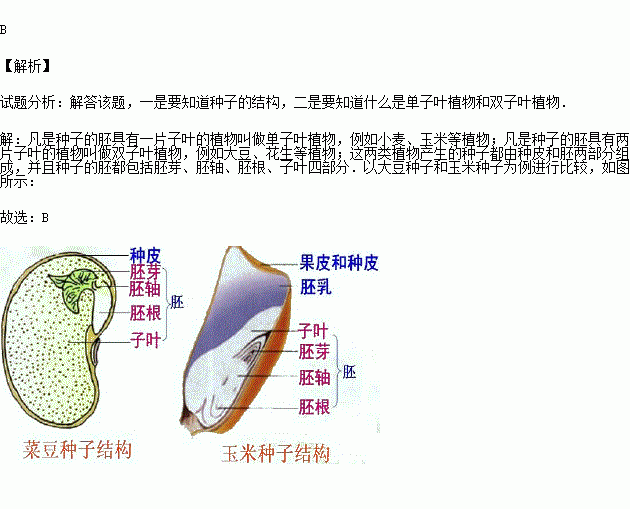 双子叶植物的种子和单子叶植物的种子胚的组成是( )?