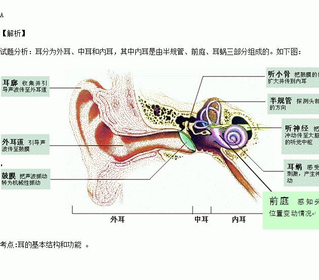 前庭.耳蜗和半规管 b.鼓膜.鼓室和听小骨c.耳郭和外耳道 d.鼓膜.