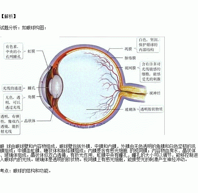 眼球结构及其功能