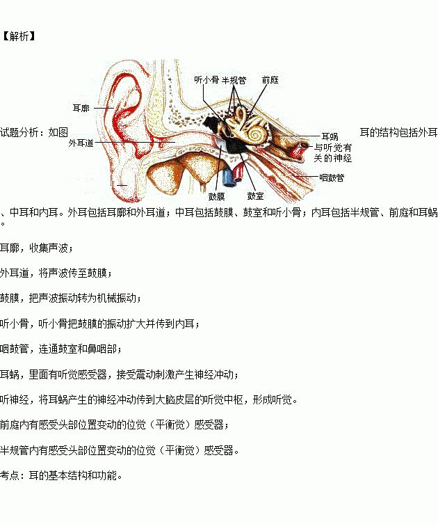 耳的结构及其功能半规管和前庭 收集声波耳蜗 在声波的作用下产生振动