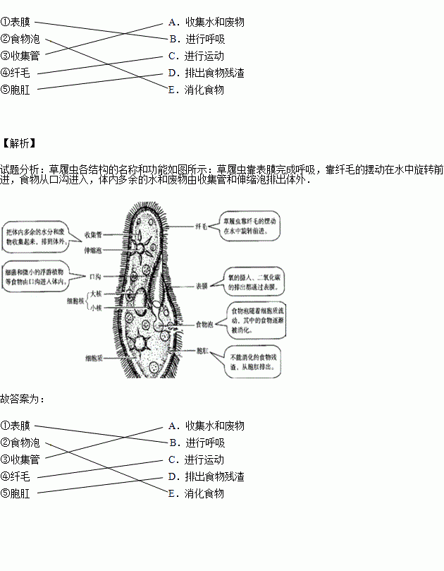 将下列草履虫的结构与其相应的功能用线连接起来