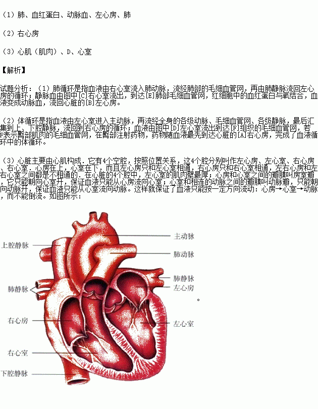 a-d表示心脏的四个腔,e,f表示某器官内毛细血管网,箭头表示血流方向