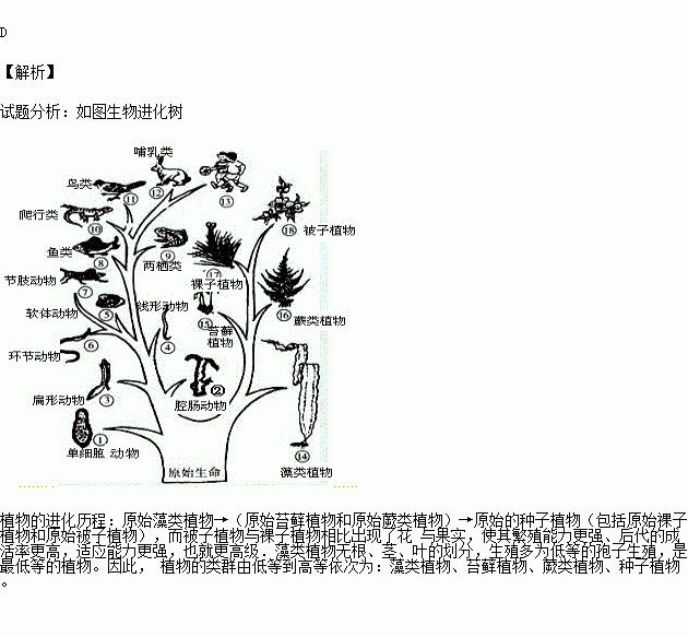 题目 依照生物"进化树",植物的进化顺序是( )  ①原始多细胞藻类; ②