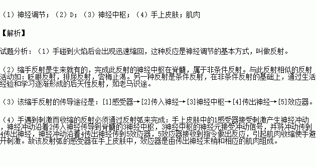 如图所示为某同学的手指不小心碰到火焰后的缩手反射请回答下列问题