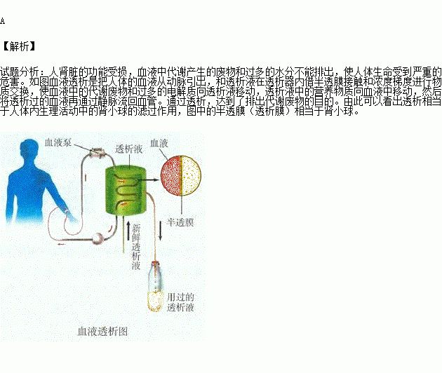 图是血液透析装置的原理图.图中的透析膜相当于)a.肾小球 b.