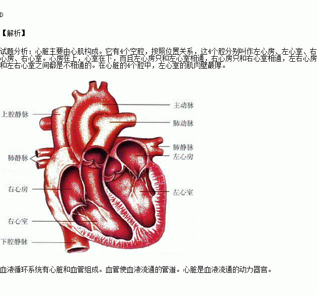 心脏在血液循环系统中的作用是)