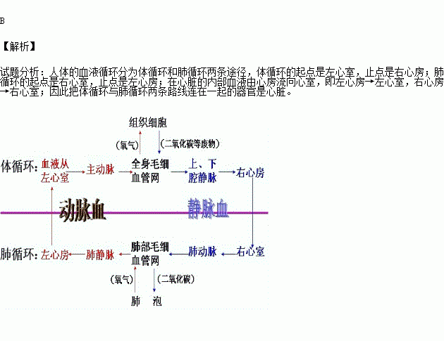 使体循环和肺循环两条路线连在一起的器官是