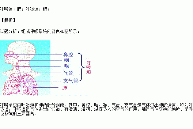 人口呼吸系统_呼吸系统