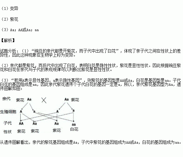 1豌豆的亲代都是开紫花而子代中出现了白花这种现象在生物学上称为