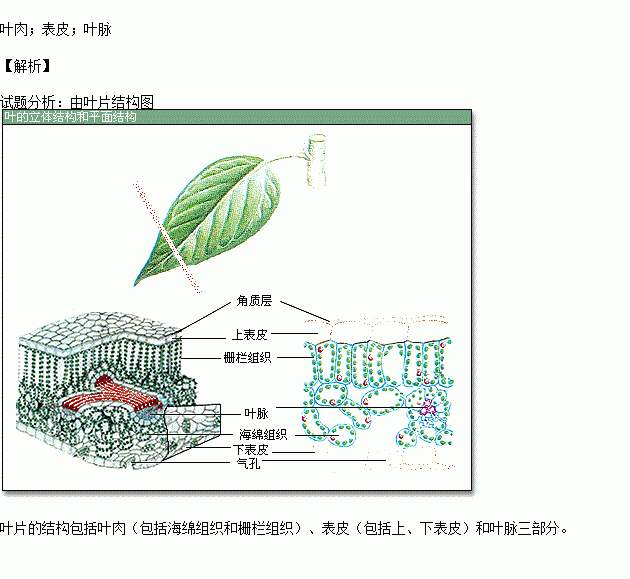 根据叶片结构示意图,可知叶片由,和三部分组成.