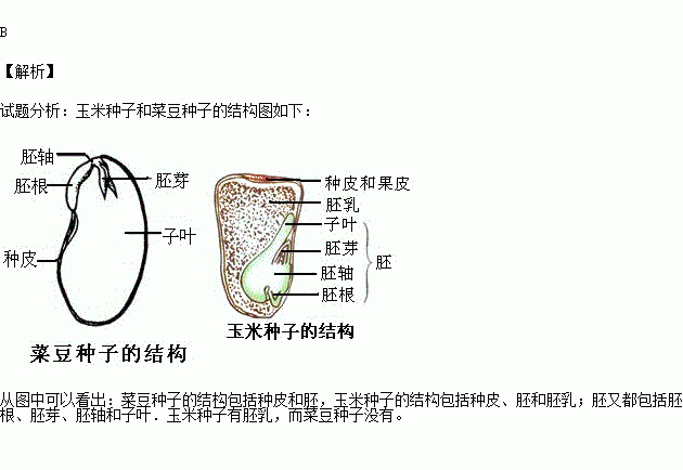 下列哪一项不是菜豆种子和玉米种子都具有的( )