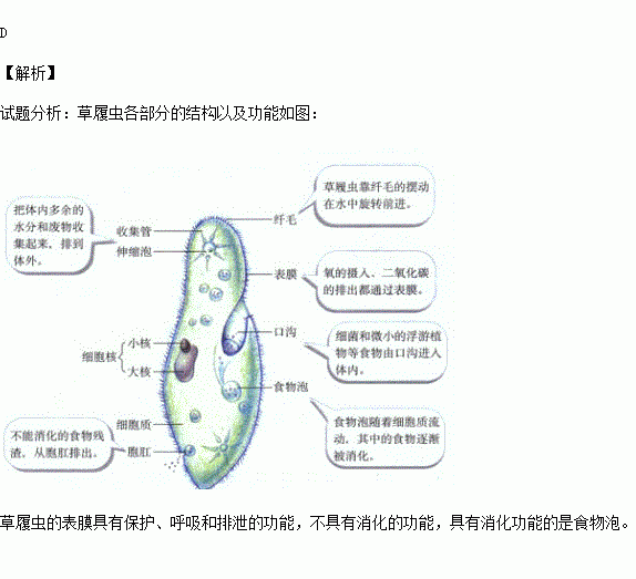 草履虫的表膜不具有的功能是( )a.保护 b.呼吸 c.排泄