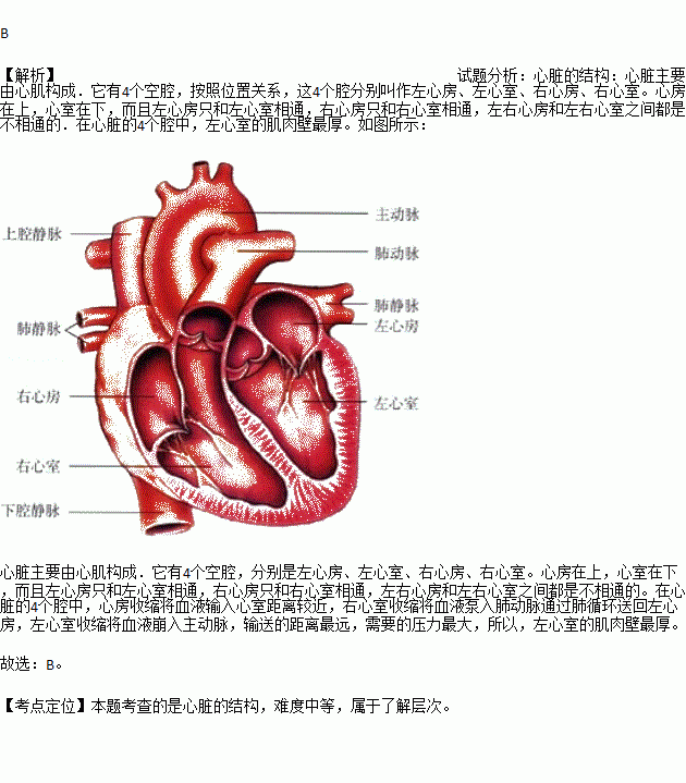 用手捏心脏四个腔的壁.