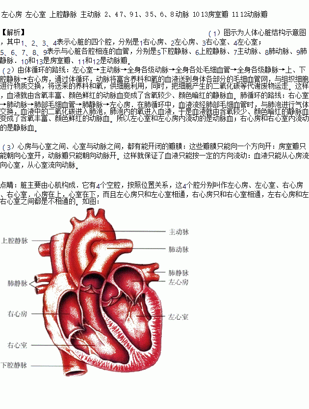 如图是人体心脏结构示意图.回答下列问题:(1)写出下列