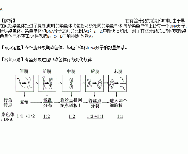 细胞有丝分裂中染色体染色单体dna分子三者之间的数量比为122的时期是