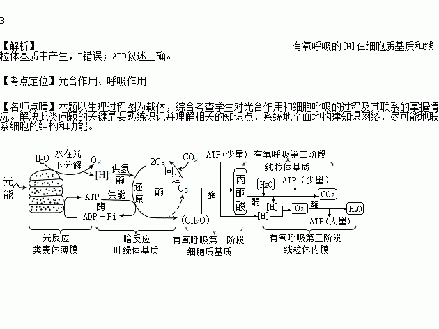 有关光合作用和有氧呼吸产生的来源于葡萄糖和丙酮酸的分解