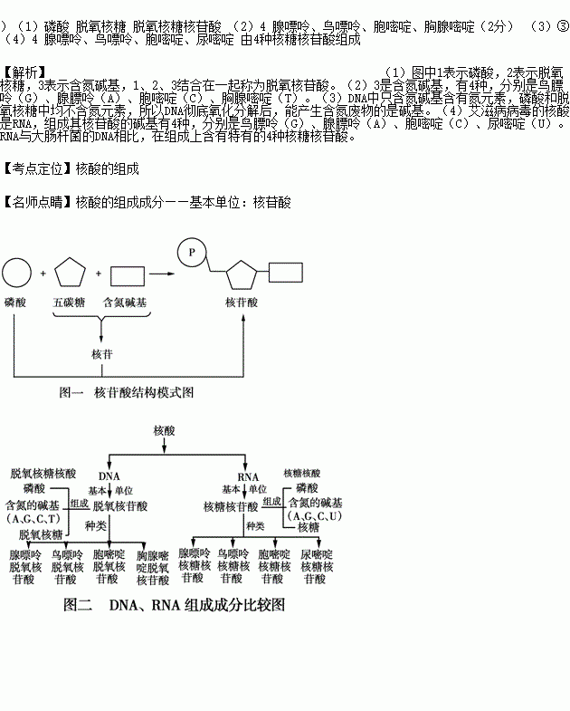 下图为大肠杆菌dna分子结构的一条脱氧核苷酸长链.