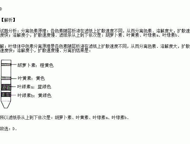 (2011秋61重庆期末)用纸层析法分离叶绿体中的色素.