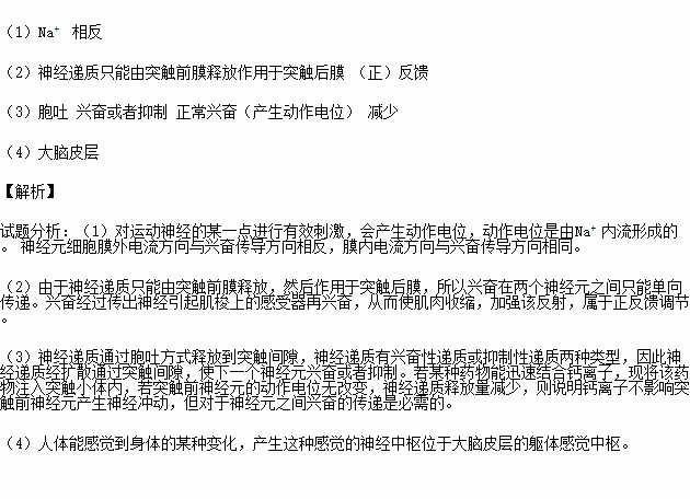 下图表示牵张反射的过程,请分析并回答以下问题