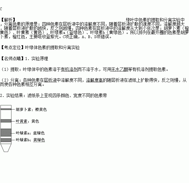 在圆形滤纸的中央点上对叶绿体的色素滤液进行色素分离会得到近似同心