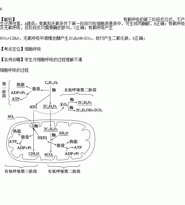 有氧呼吸的各个阶段均可产生还原性的氢b.