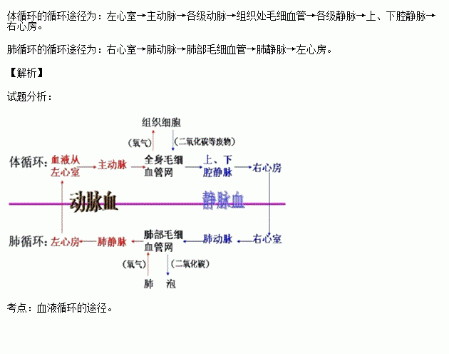 请你写出体循环和肺循环线路图用箭头表示