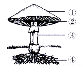 下图是蘑菇的结构示意图其中能产生孢子的部位是