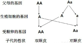 d 【解析】 试题分析:一对新婚夫妻的基因组成分别是aa,aa,遗传图解