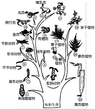 脊椎动物的进化历程是:鱼类→两栖类→鸟类→爬行类→哺乳类.