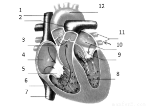 请你认真观察下面心脏结构图.分析并回答下列